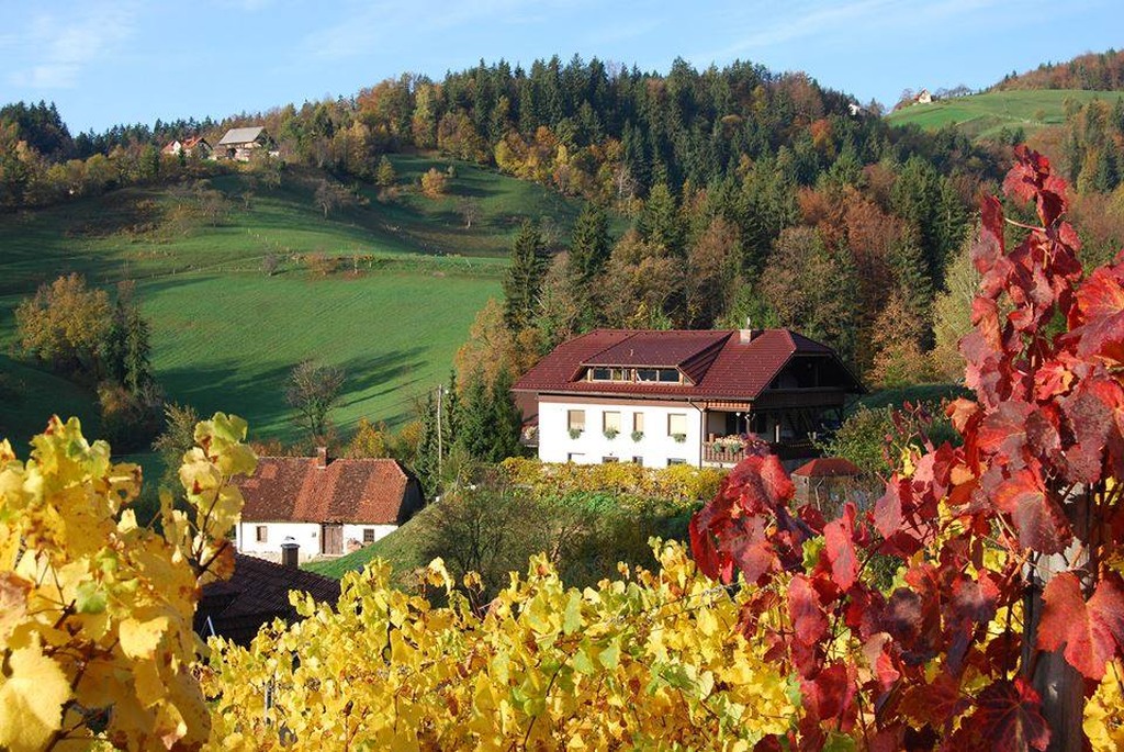 Domačija Pri Minki med vinogradi in zelenimi griči v okolici Term Dobrna